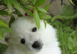 pictures of dogs | dog of the day | daily dogs by MitchD50 http://www.flickr.com/photos/mitchd50/